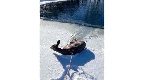Wyoming Deputies Lasso Deer That Fell Through Iced Over Pond Kget 17
