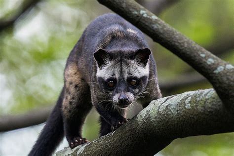 They are native to the tropics of africa and asia. Asian Palm Civet Facts, Habitat, Diet, Life Cycle, Baby ...
