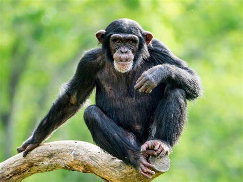 Are Chimpanzee Monkeys And Bonobo Monkeys Or Primate