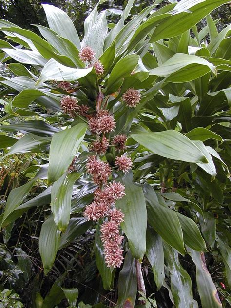 Pollination takes place when bees or other insects carry pollen from the male blooms to the female blooms. How to Grow a Corn Plant (Mass Cane) | Dengarden