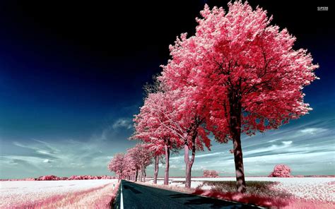 Lovely Pink Trees Wallpapers Lovely Pink Trees Stock Photos