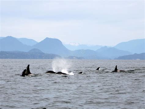 Pod Of Resident Orcas Of The Coast Near Sechelt Bc Stock Image Image