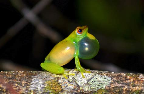 Smithsonian Insider Dna Untangles Gabons Complex Web Of Frog Species