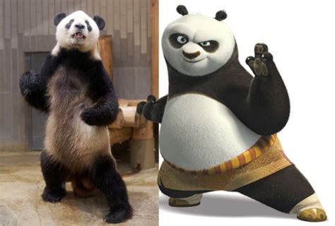 Real Life Kung Fu Panda Ri Ri Lives In Ueno Zoo In Tokyo Metro News