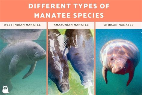 Different Types Of Manatees Characteristics Habitat And More With Photos