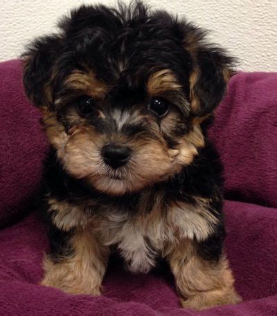 Contact us today to learn more about our adorable puppies. Petland Novi! - Petland Blog | Cute puppies, Puppies ...