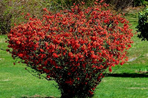 Flowering bushes and shrubs can have many different functions when planted in a front or backyard. Best Shrubs for Sun With Colorful Flowers