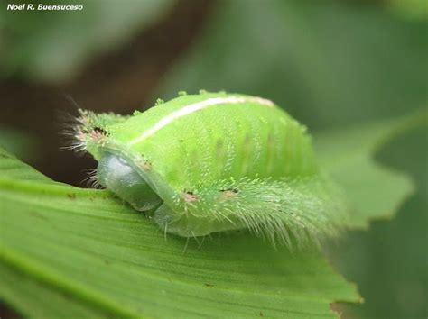 Green Slug Moth Caterpillar Project Noah