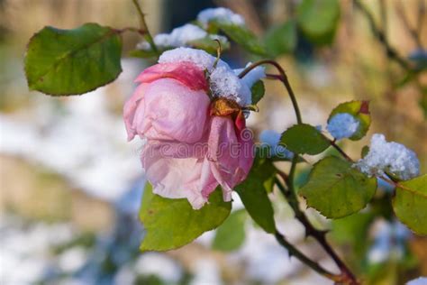 Rose With Snow Stock Image Image Of Horizontal Weather 35488051