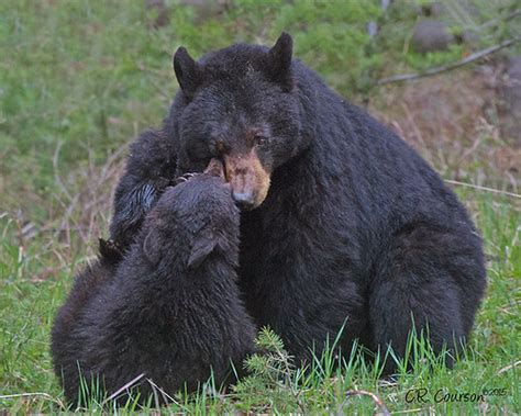 Bear Hug A Black Bear Sow Enjoys A Tender Moment With One Flickr