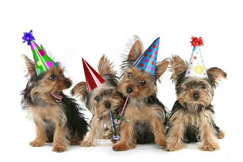Verjaardag Yorkshire Terrier Verjaardag
