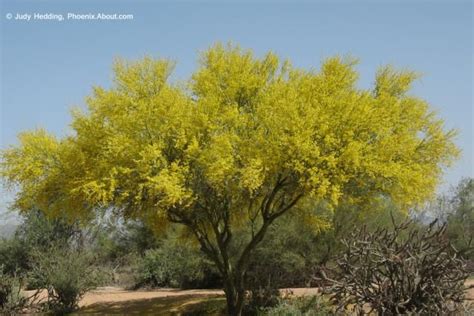 Sweet Acacia Tree Tucson Awesome Thing Portal Photo Galleries