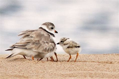 Great Lakes Piping Plovers Have Record Number Of Chicks Michigan Remains Stronghold