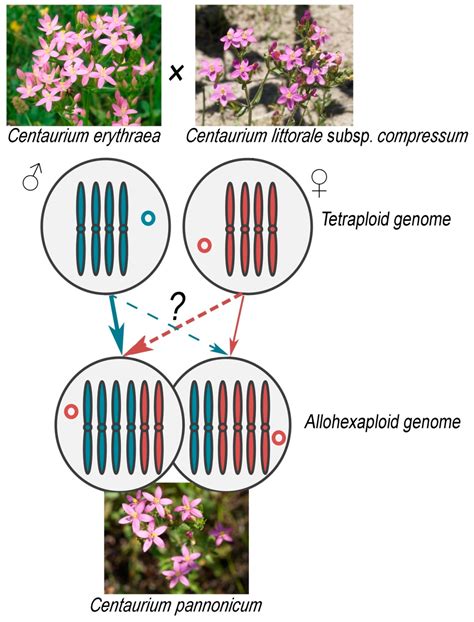 Plants Free Full Text Phenotypic And Genetic Variation Of An