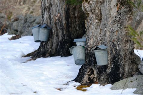 A Guide To Maple Sugaring In New Jersey Montclair Girl