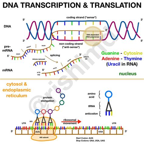 How Mrna Vaccines Work Gene Transcription And Translation Rk Md