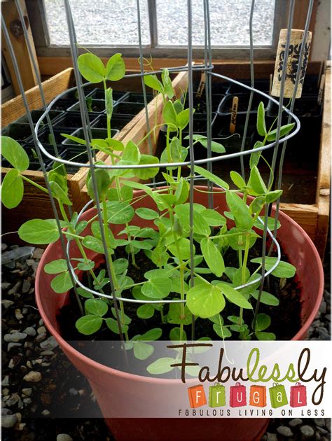 Diy Sugar Snap Pea Mini Trellis Fabulessly Frugal