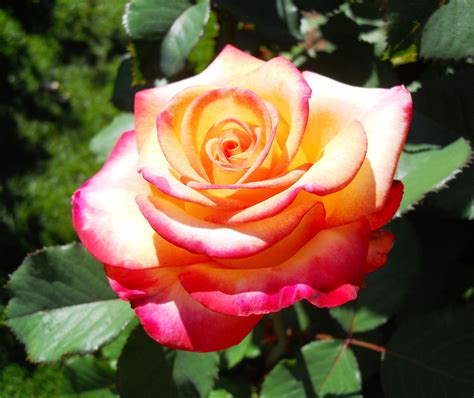One Of My Favorites The Peace Rose Peace Rose Hybrid Tea Roses Rose Seeds