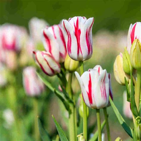 Growing Tulips How To Plant And Care For Tulips Warm Weather Tips
