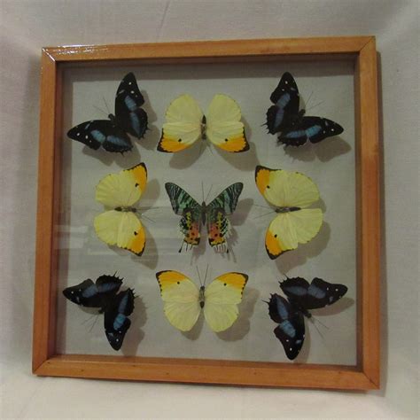 Framed Butterfly Display Includes 9 Elegant And Colorful Etsy