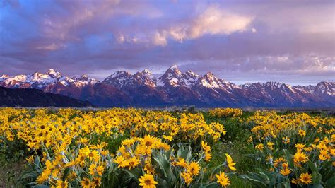 Sunflower Grand Teton National Park Wyoming 2022 Bing 5k Preview