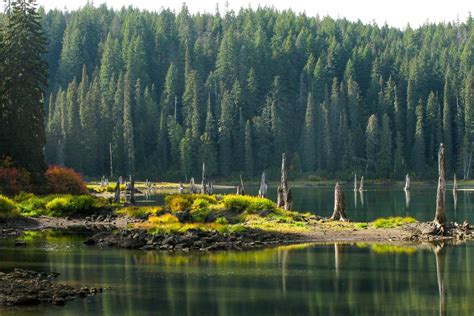 10 Of The United States Most Beautiful Forests—ranked