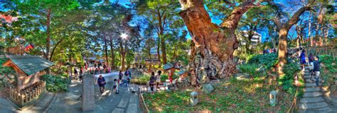 Sacred Tree Ookusua Big Camphor Laurel Of Kinomiya Shrine （over