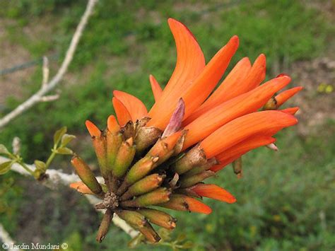 Future Is Written In Green Erythrina Caffra The South African Coral Tree