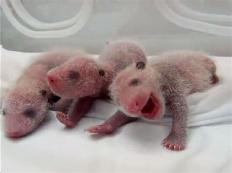 Triplets Giant Panda Gives Birth To Rare Trio In China Giant Panda