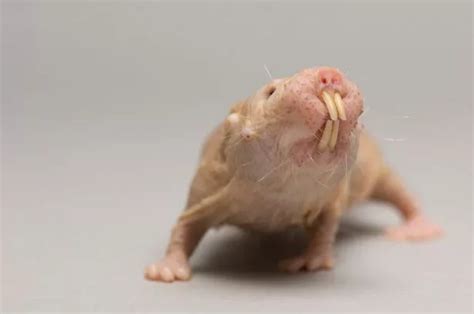 World S Weirdest Mammal Amazes Scientists With Naked Mole Rat Tipped To Hold Key To Treating
