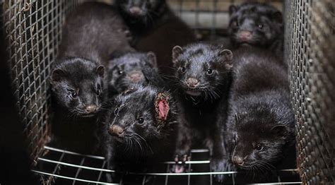 Bc Phases Out Mink Farming Earthsave Canada