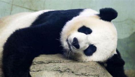 Worlds Oldest Captive Panda Basi Dies At 37 Environment News Zee
