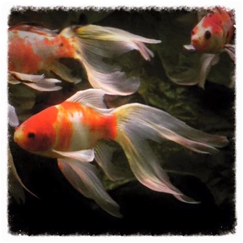 Beautiful Graceful Fan Tailed Goldfish Goldfish Salt Water Fish