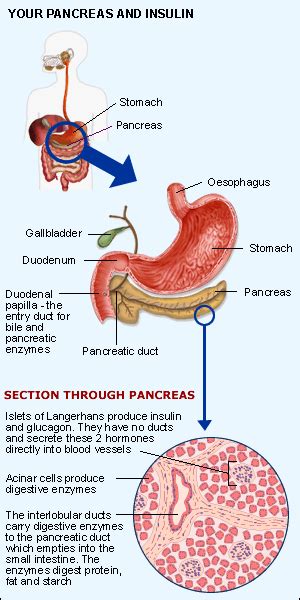 Pancreas And Insulin An Overview Au