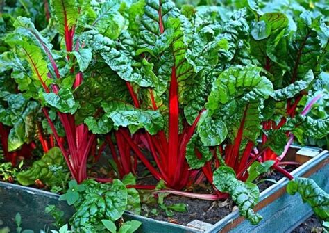 Swiss Chard Ruby Red Premium In 2022 Organic Vegetable Garden