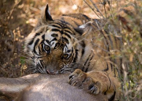 Ruthless Moments Tiger Attacks Prey