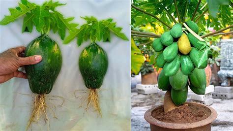 Discover Secrets To Grow Thick Of Papaya Tree In A Pot Grafted Papaya Plant With Aloe Vera At