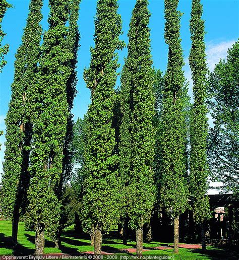 Narrow Tree For Tight Spaces Swedish Aspen Populus Tremula Erecta