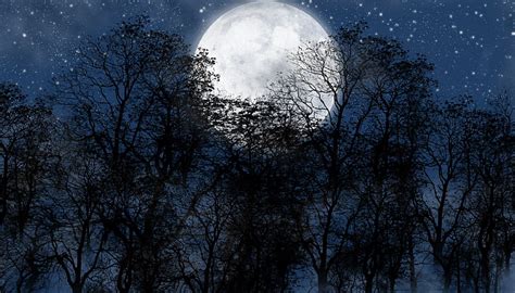 1920x1080px Free Download Hd Wallpaper Full Moon Forest Night