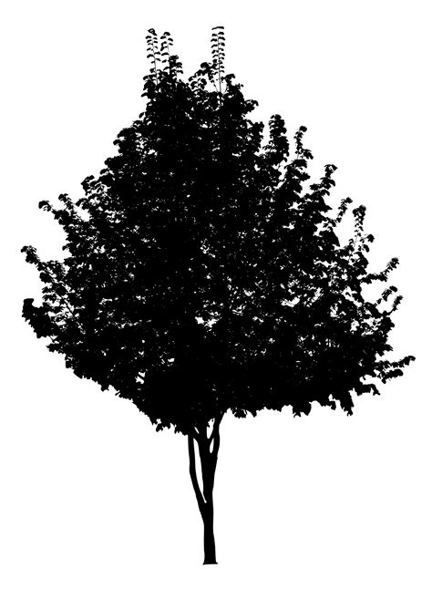 7 Black Tree Png Image Transparent