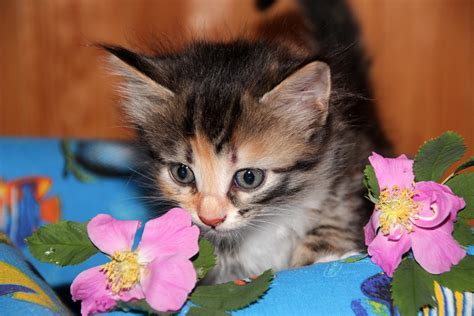 Cat Kitten Pet · Free Photo On Pixabay