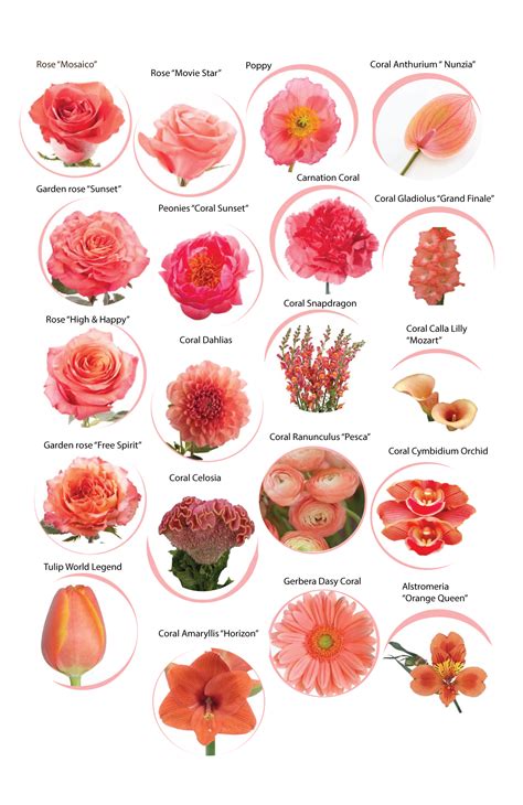 Coral Flowers With Names For 2019 Color Of The Year Coral Flowers