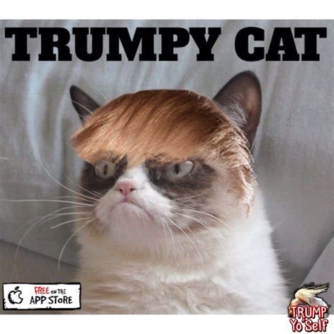 Trumpy Cat Lol Pinterest Cat