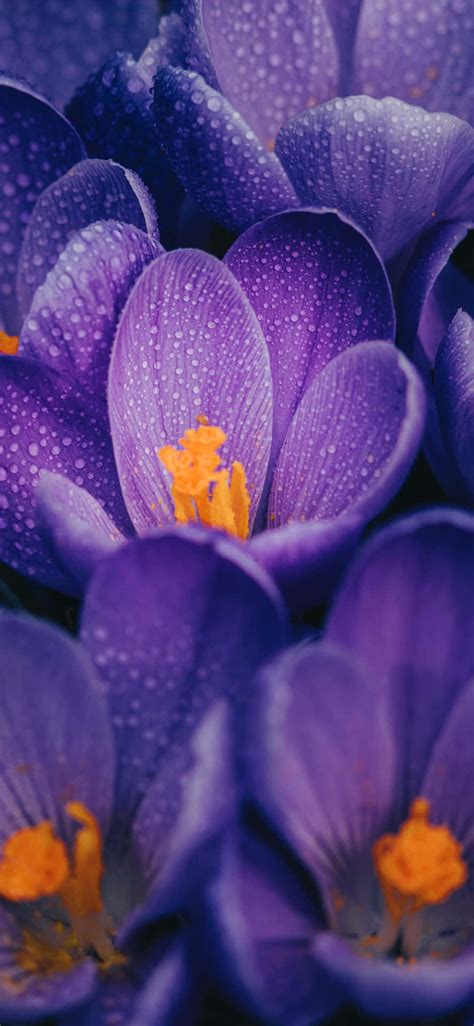 Download Close Up Wet Purple Petals Flowers Wallpaper Wallpapers Com