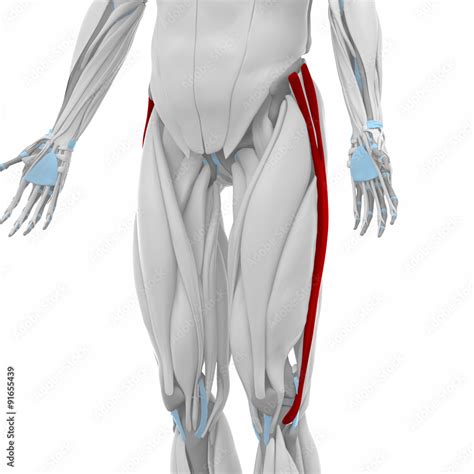 Iliotibial Tract Muscles Anatomy Map Stock Illustration Adobe Stock