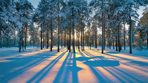 Winter 2560x1440 Forest Snow Trees Sunset 4k 2560x1440 Fondo De