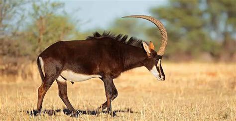 The Sable Antelope Habitats Environment Diet And More The Safari