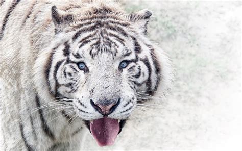 Download Wallpapers Bengal Tiger Winter Wildlife Predators White