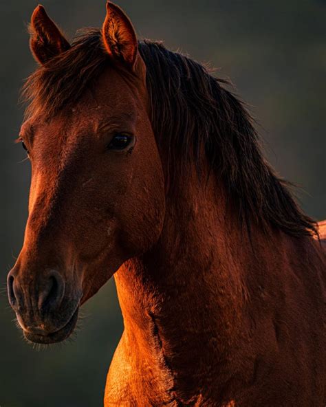 Wild Horse From Placitas New Mexico Wildlifephotography