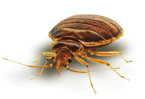 Bed Bug Exterminator Omaha Bed Bug Heat Treatment Specialist